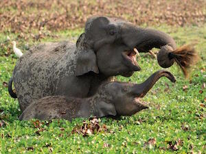 elephant_and_calf_300