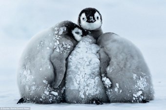 penguin chicks links