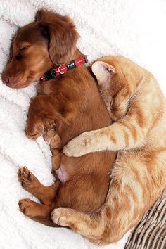 puppy and cat links