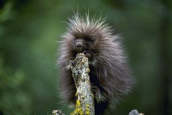 baby porcupine links