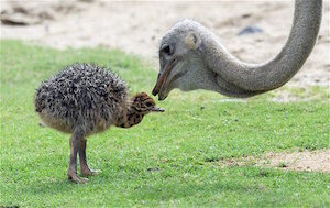 baby_ostrich_300