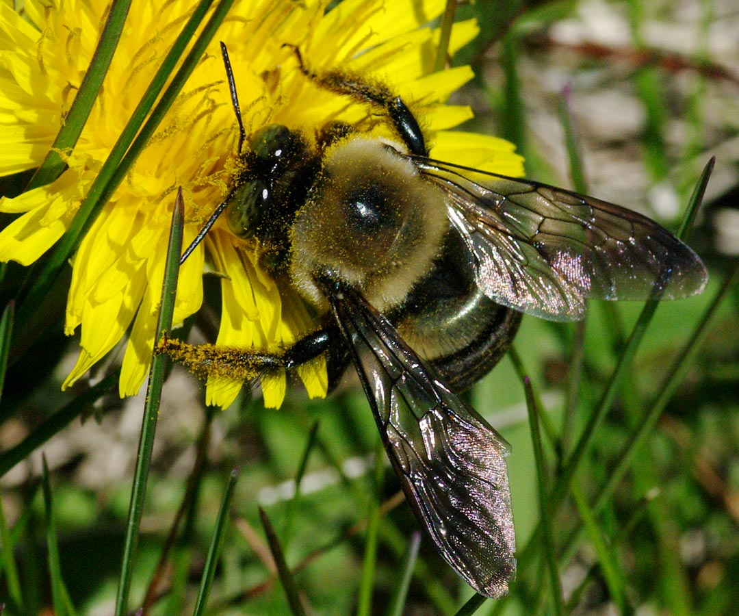 carpenter bee links