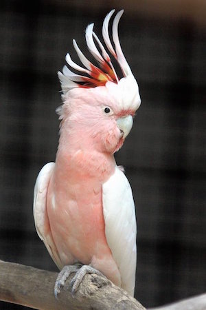 cockatoo_300