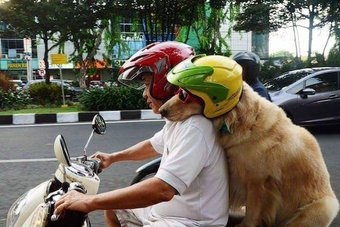 dog on motorbike links