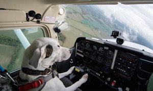 dog_plane_300