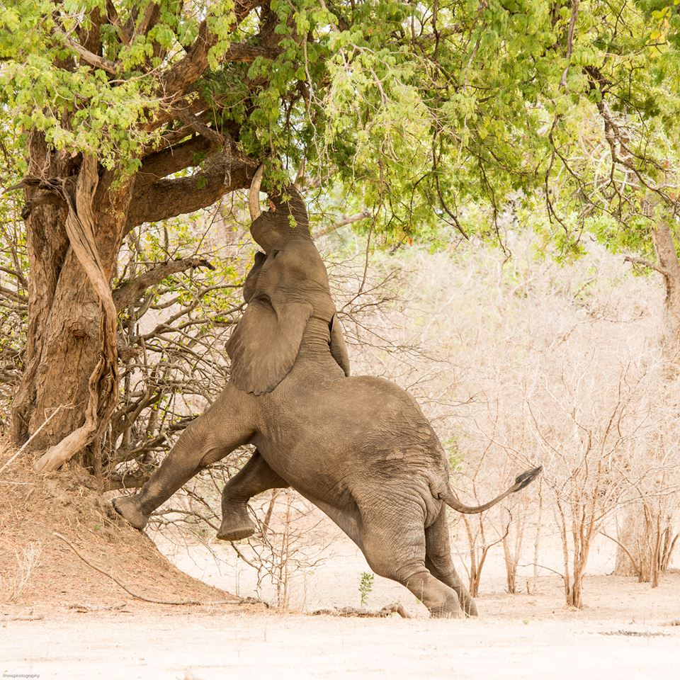 elephant tree links