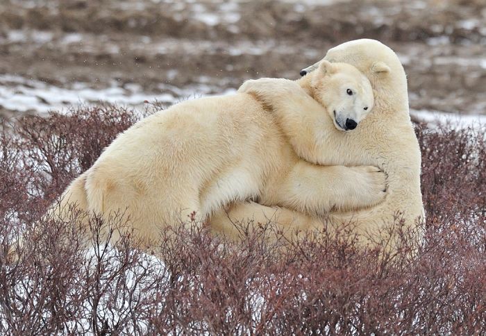hugging polar bears links