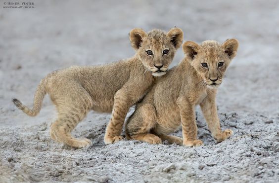 lion cubs links