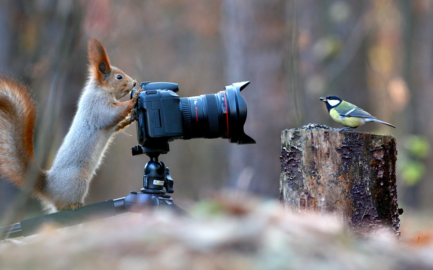 squirrel photographer ilnks