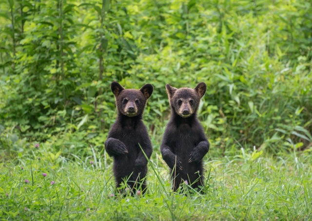 standing cubs links