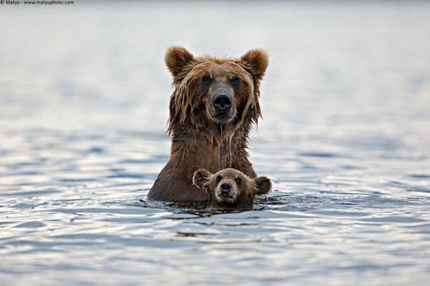 bears in water links