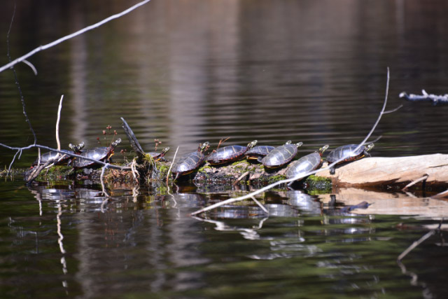 turtle swarm links