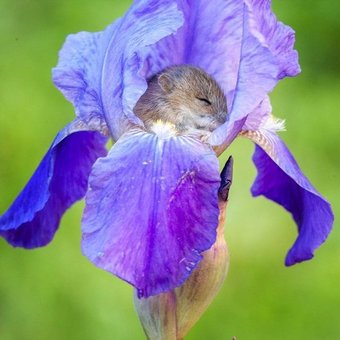 vole in flower links