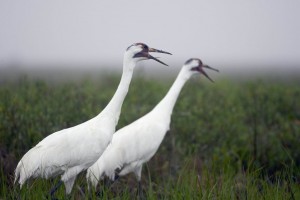 whoopingcrane023