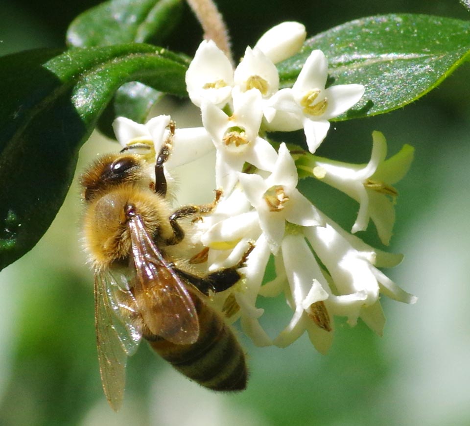 a8930-honeybee-12jun16