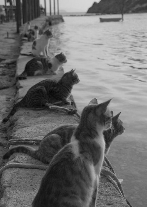 cats waiting for fishermen links