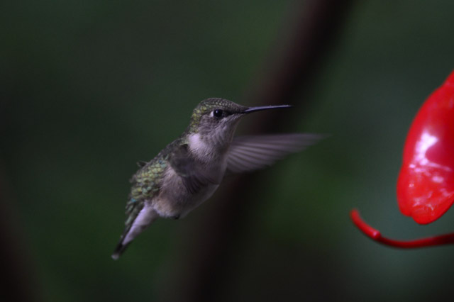 hummingbird links