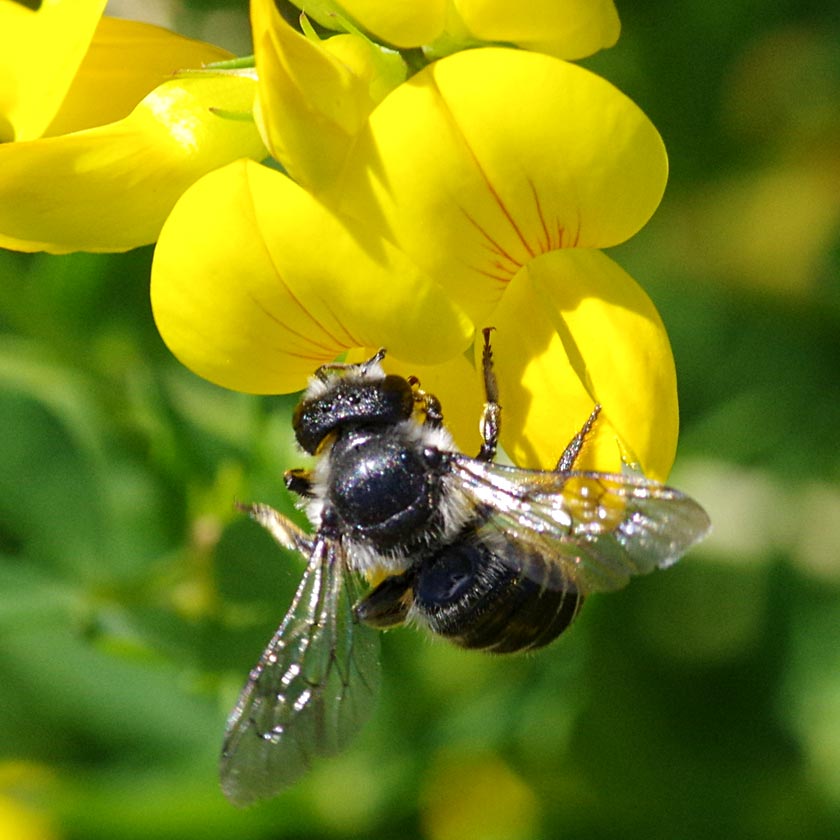 a9652-leaf-cut-bee-26jun16 links