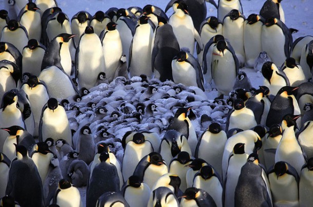 penguin huddle links