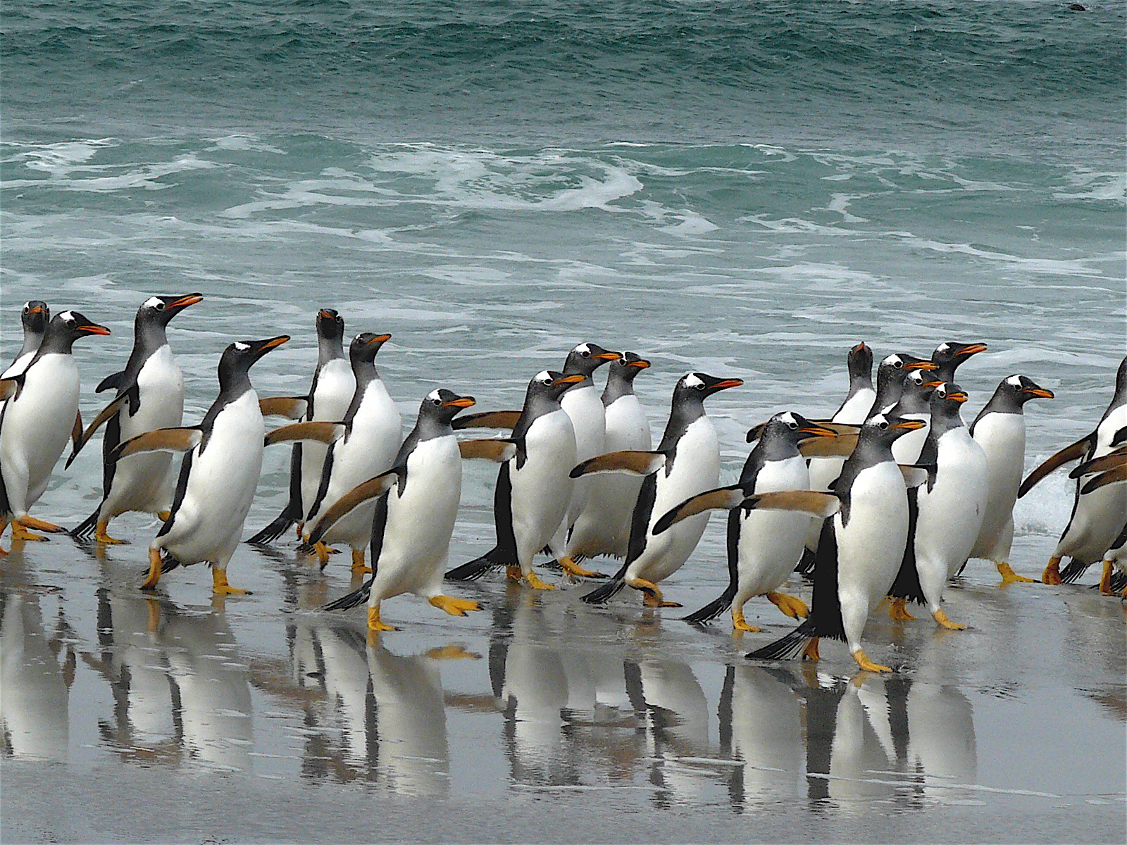 penguins links