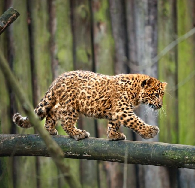 cute leopard cub links