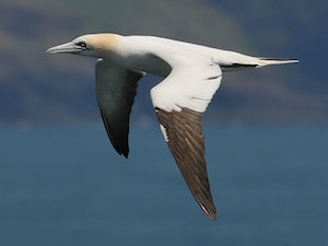 gannet_300