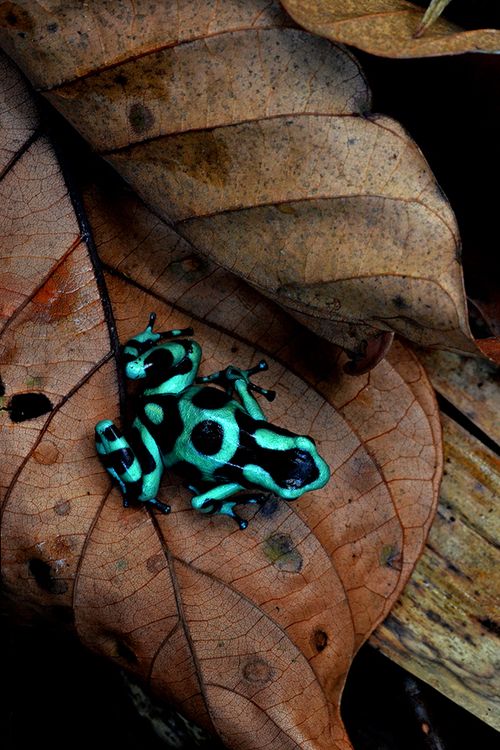 beautiful-frog-links