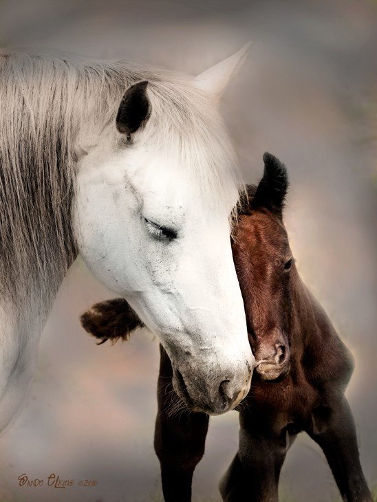 horse-and-foal-links