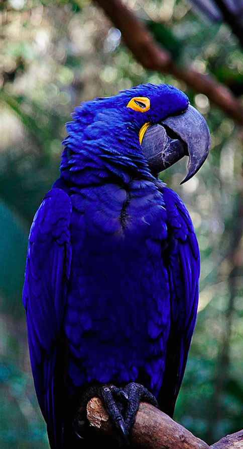 hyacinth_macaw-links