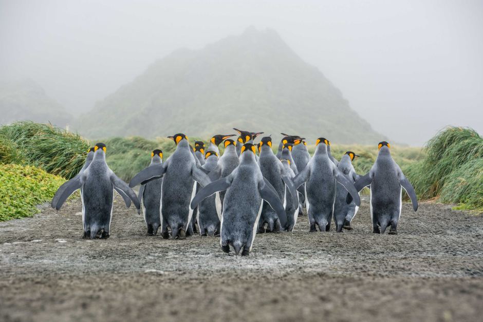 penguins-parading-links