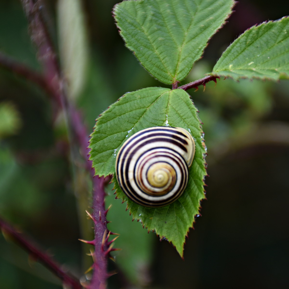 pretty-snail-lnks