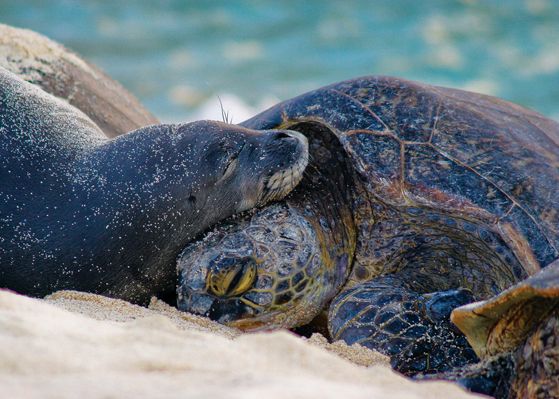 seal-turtle-love-links