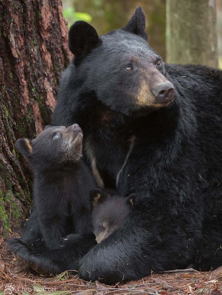 bear-family-links