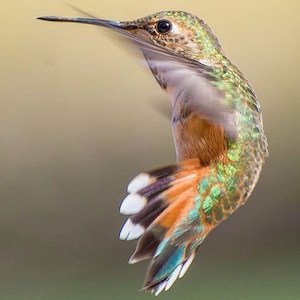 hummingbirds-4_300