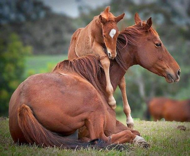 mare-and-foal-links