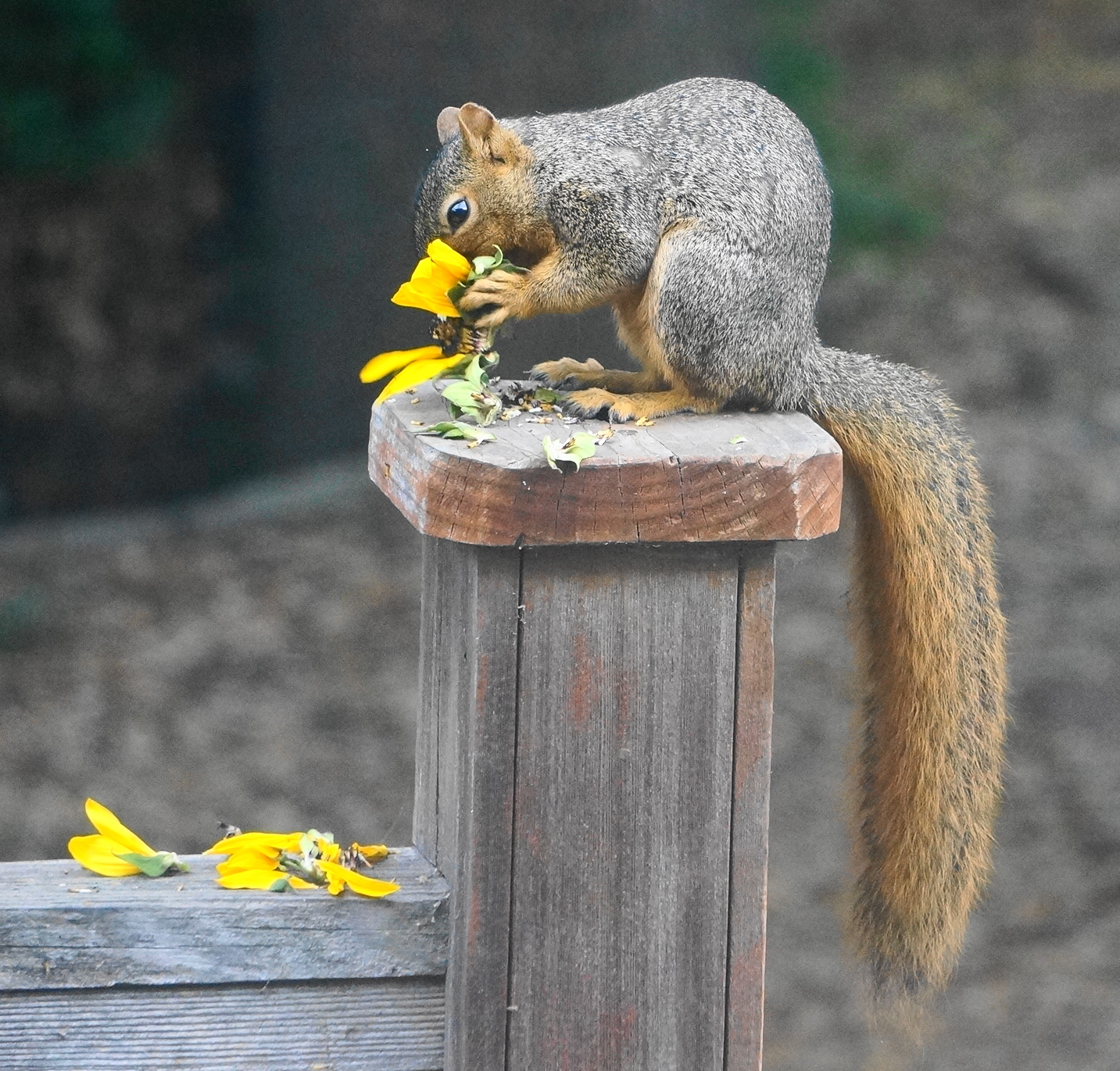 sniffing-squirrel-links