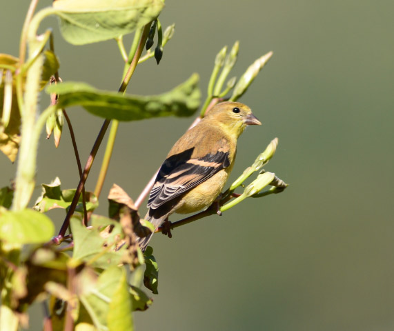 yellow-bird-links