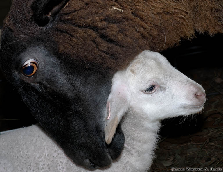 black ewe and white lamb links