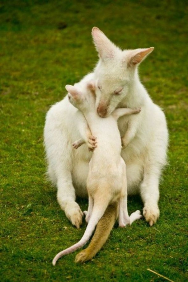 mother-and-baby-roo-links