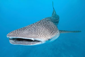 whale_shark_300