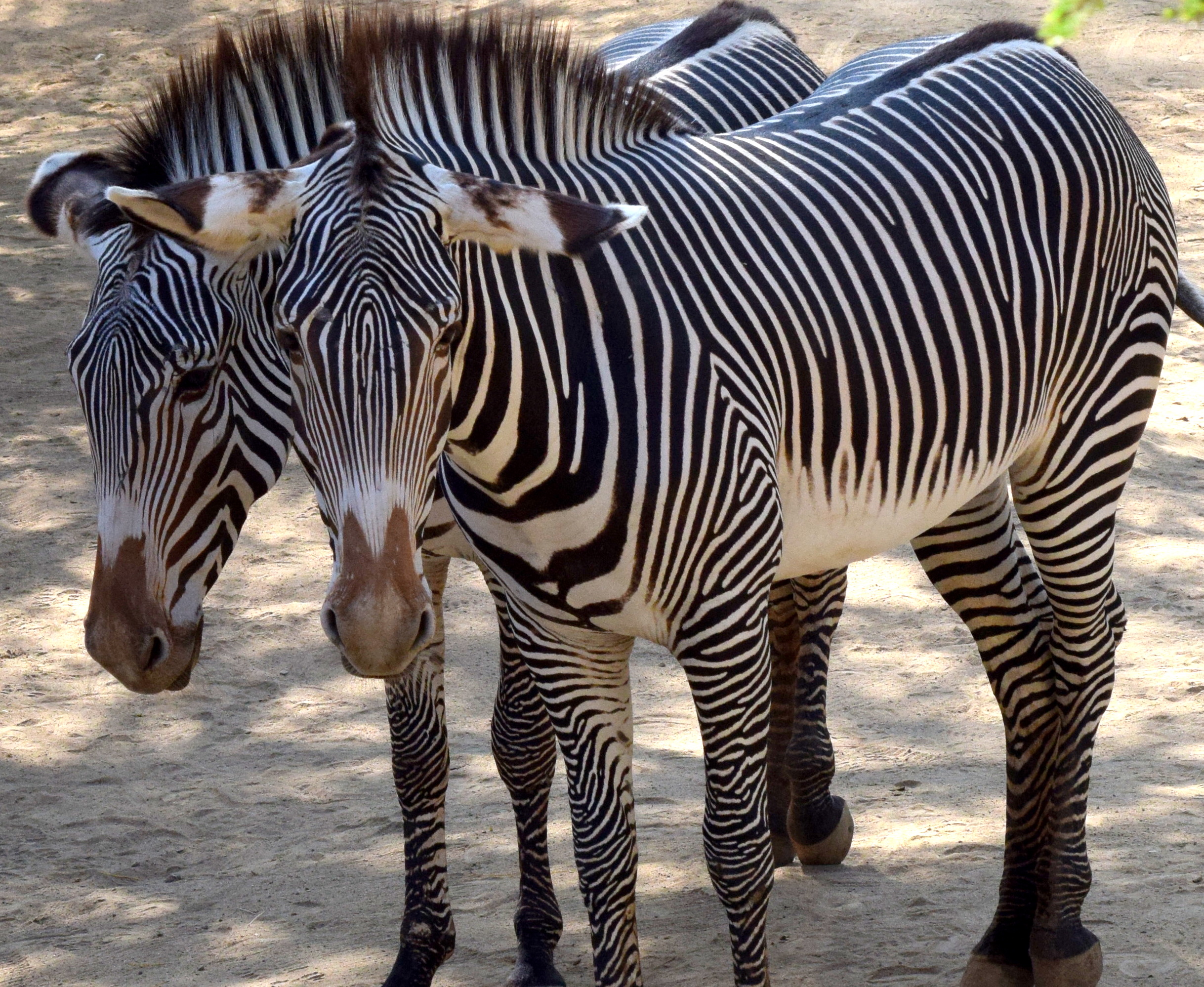 zebras-links