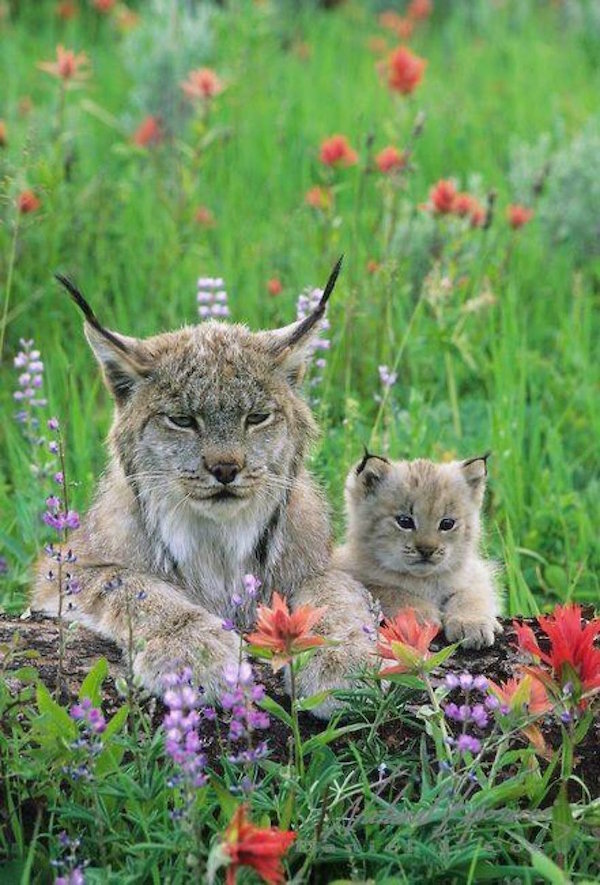 lynx.jpg