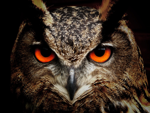 owl_bird_eyes