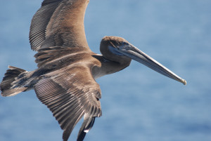 brown_pelican_bird_sea