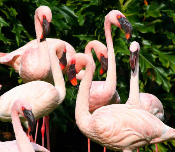 pink_flamingos_water_birds_fowl
