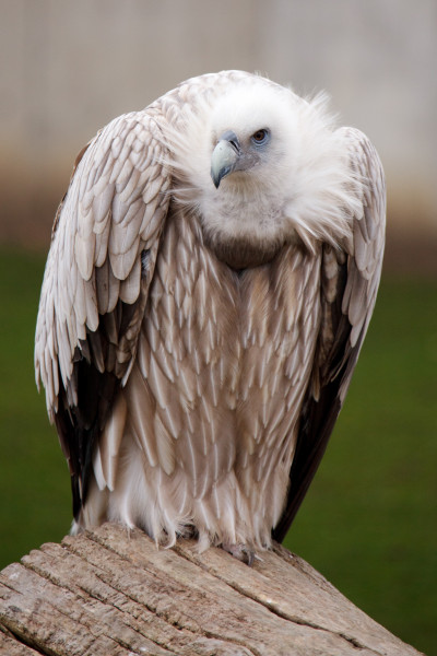 vulture_bird_194314