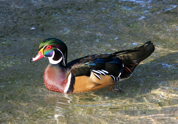 male_wood_duck_waterfowl_bird