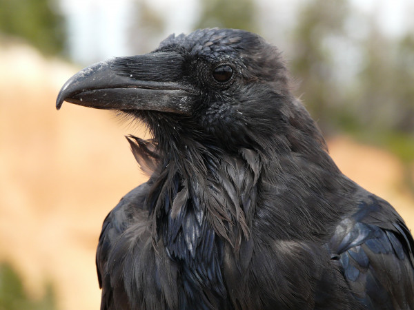 raven_bird_birds