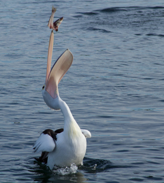 peilcan_catching_fish