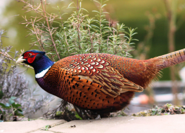 pheasant_hahn_phasianus_colchicus